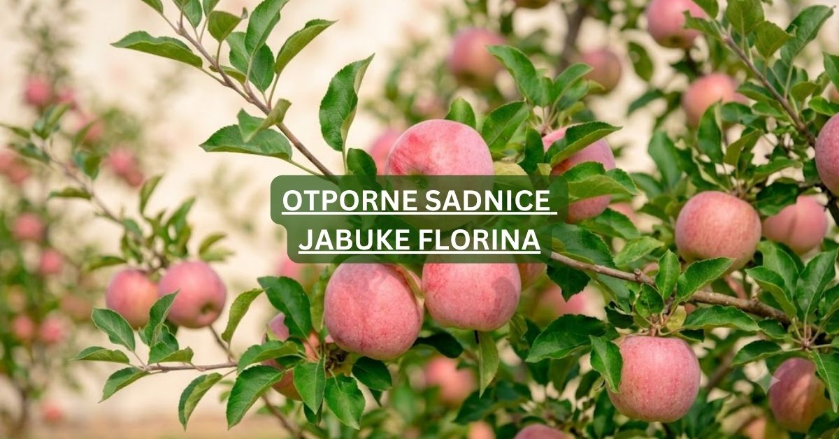 Sadnice jabuke Florina – otporna i rodna sorta odličnog ukusa