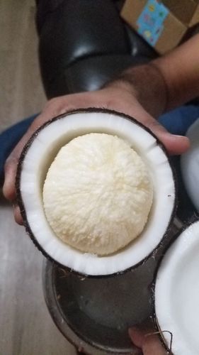 Sprouted coconut image