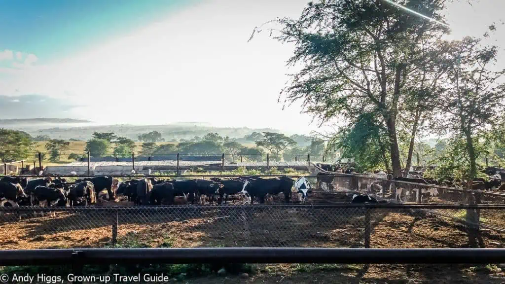 Dairy farm at Kumbali Lake Retreat in Malawi