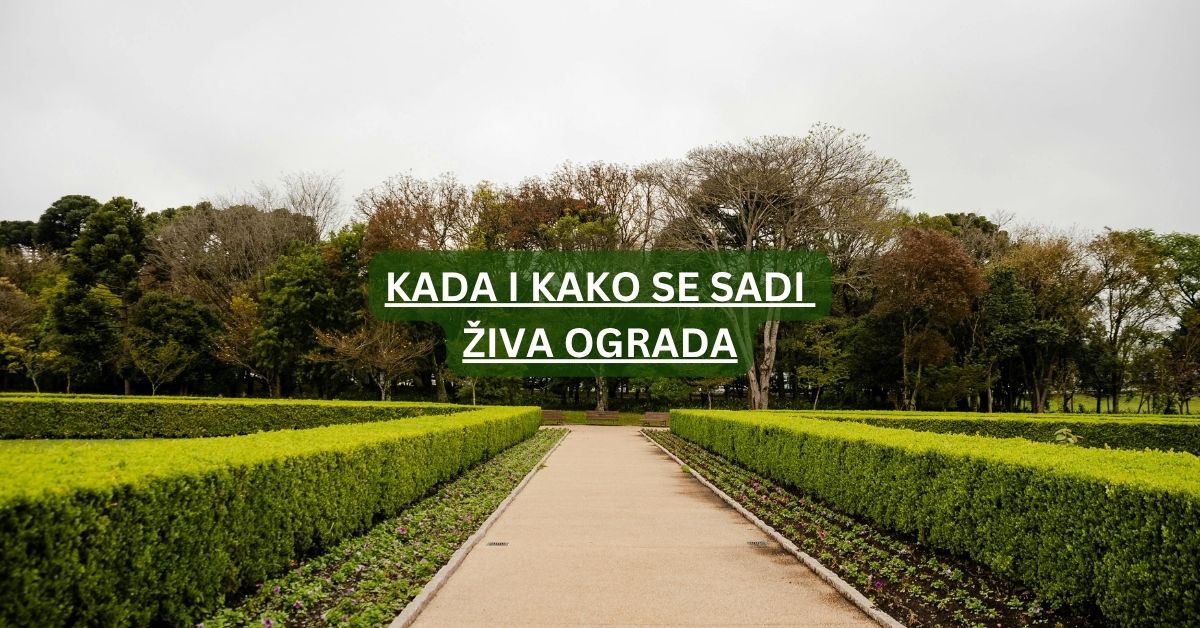 Sadnja žive ograde i ukrasnog drveća