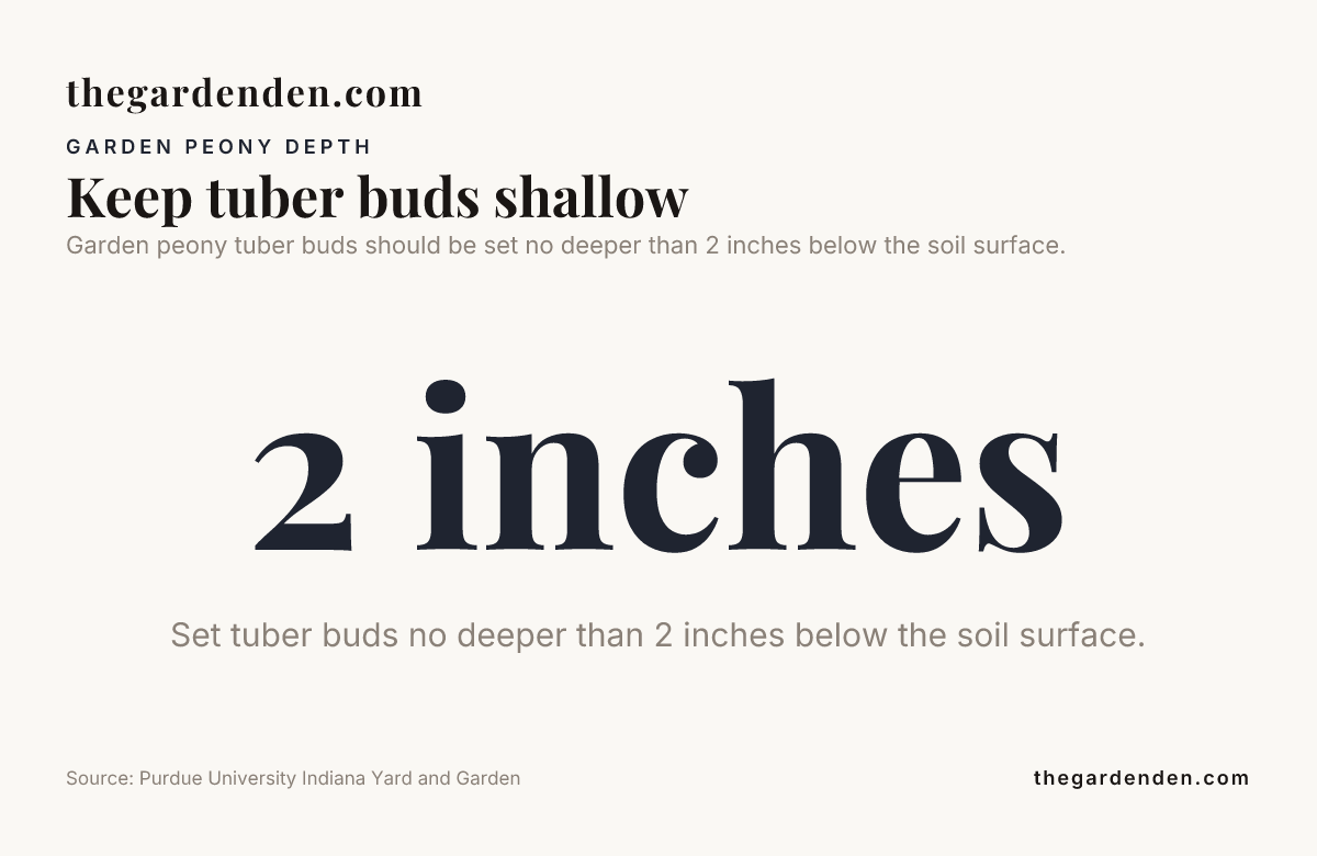 Data card: Keep tuber buds shallow