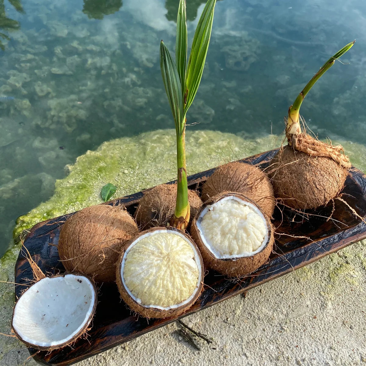 Seasonal sprouted coconut