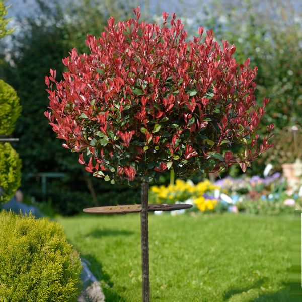 Sadnice fotinije – Photinia Red Robin, ukrasna zimzelena biljka