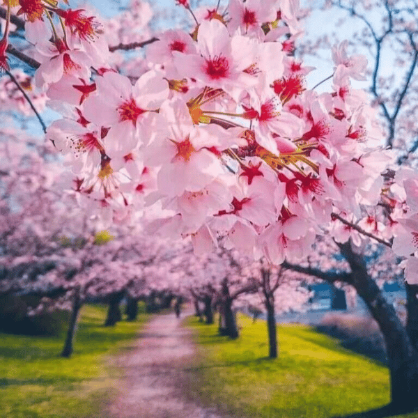 Japanska trešnja - ukrasno drveće za dvorišta