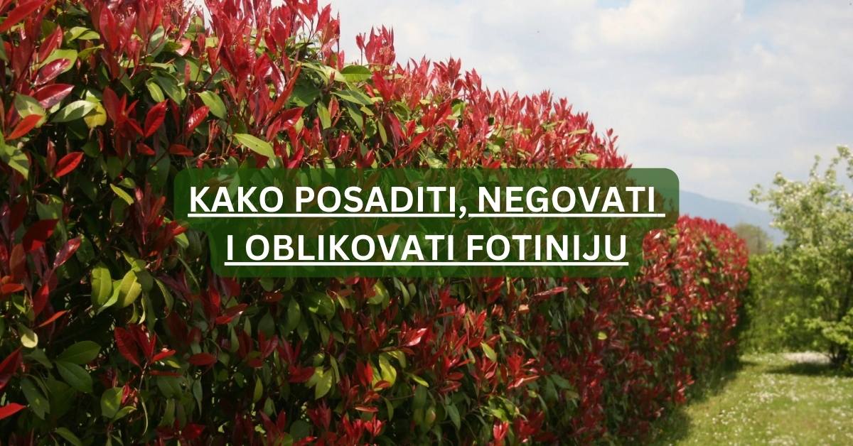 Fotinija Red Robin u cvetanju