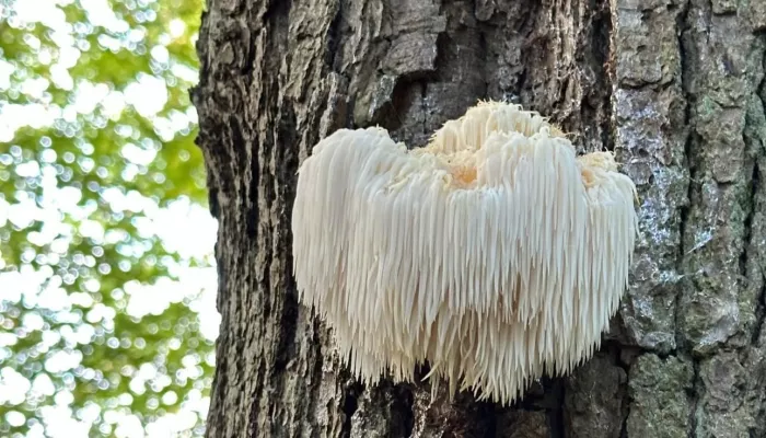 Lion's Mane mushroom growing on tree bark in natural woodland setting | Functional mushrooms brain and mood guide