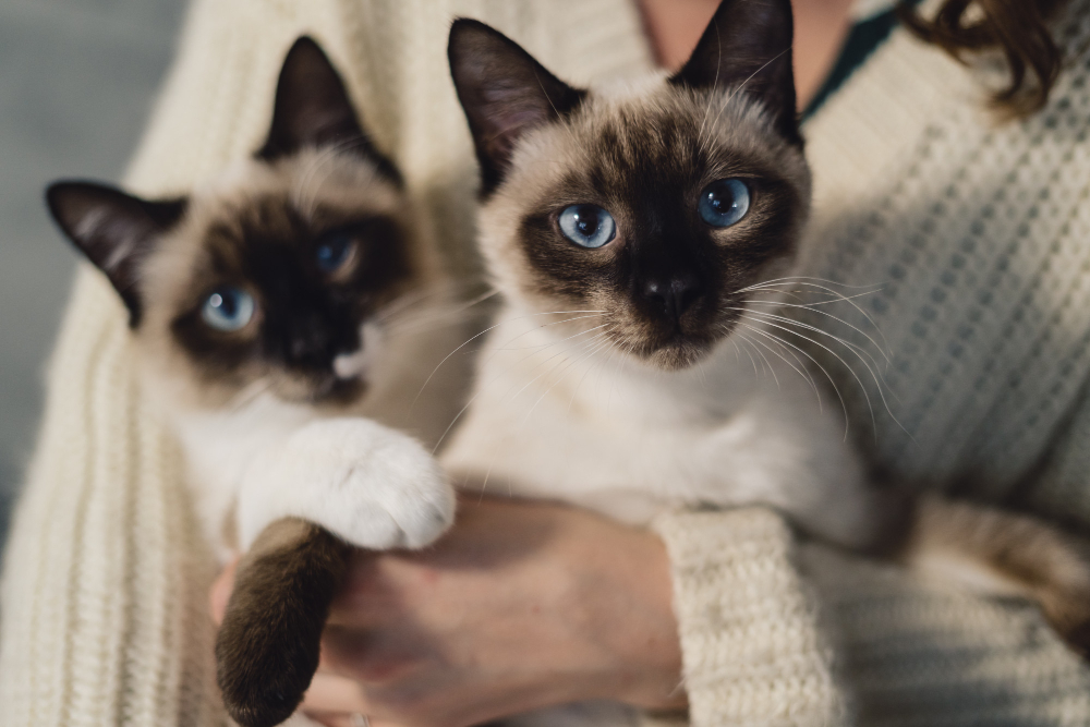 Dream about cats meaning