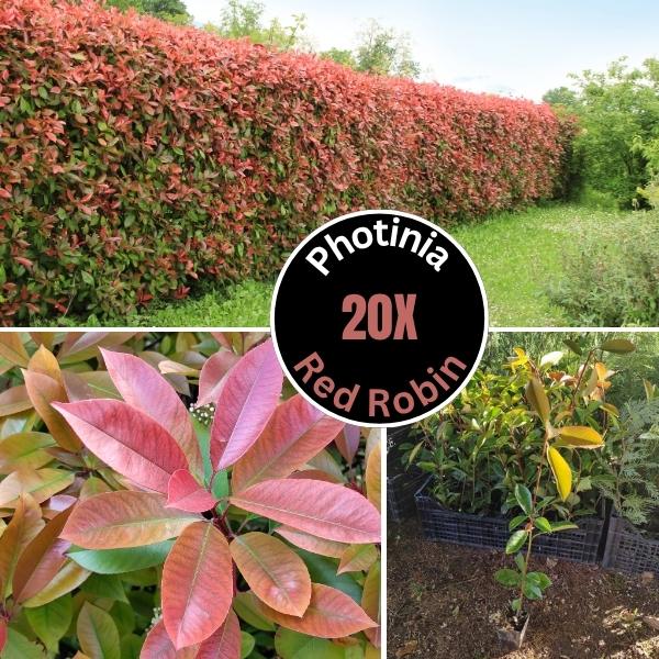 Photinia Red Robin – 20 sadnica za živu ogradu