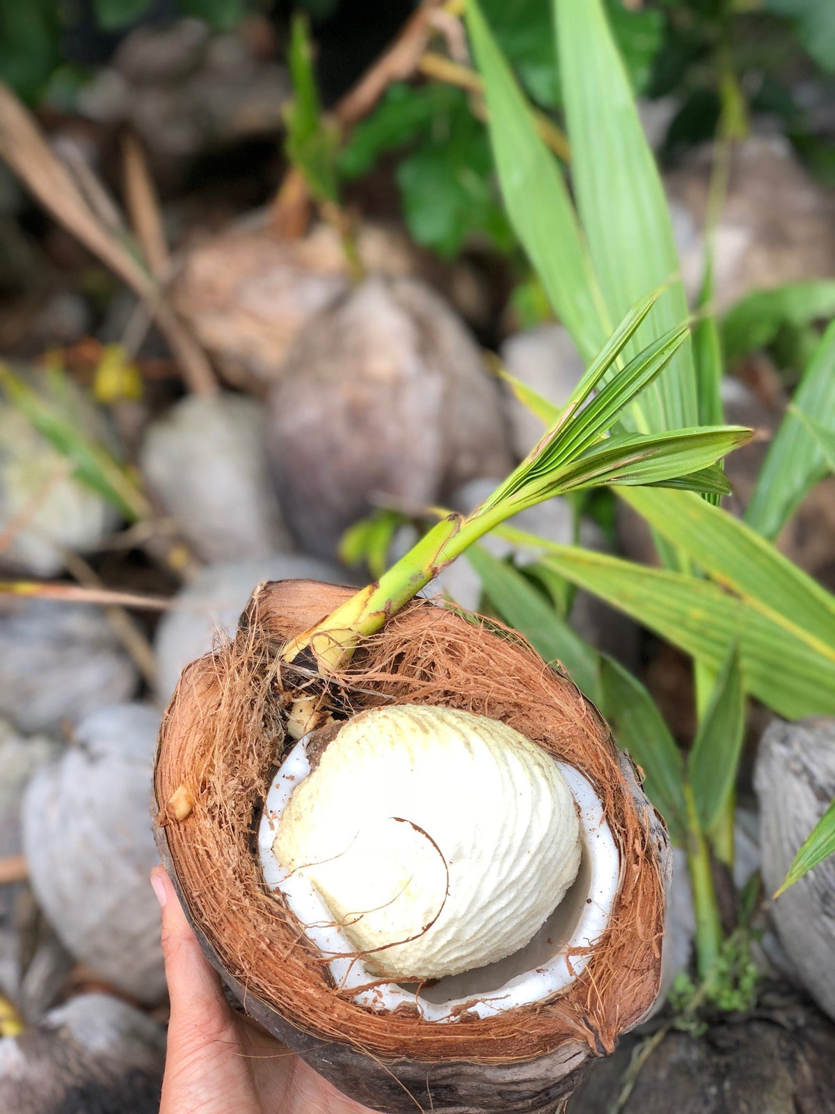 Opened sprouted coconut