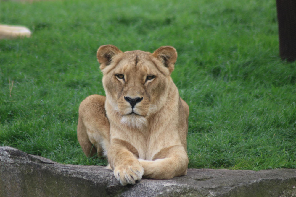 Dream about lioness symbolism