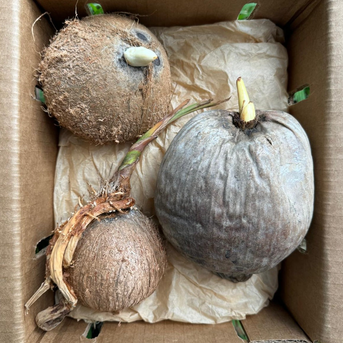 Sprouted Coconut
