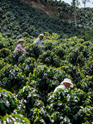 Peruvian farmers at work