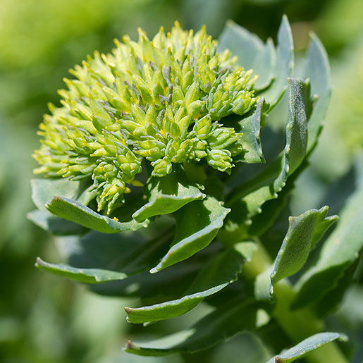 Rhodiola rosea imagery (Lion's Mane guide set)
