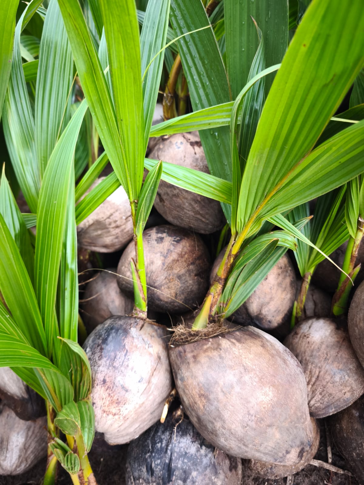 Sprouted coconut product image