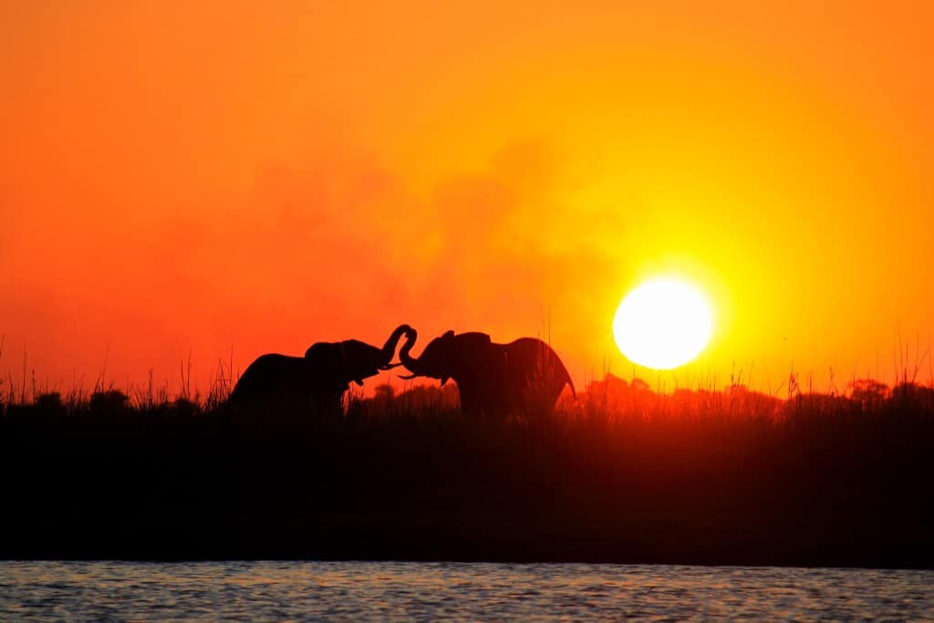 Botswana Chobe elephants at sunset