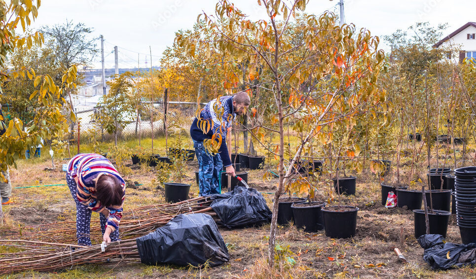 priprema sadnica voća za sadnju u rasadniku