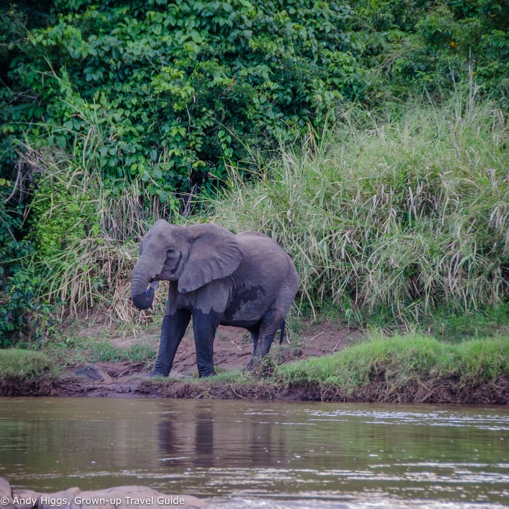 Elephant drinking at the river near Tongole Lodge