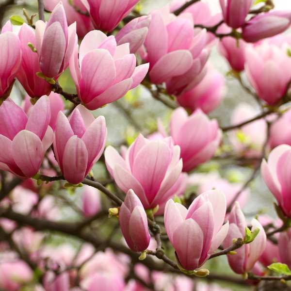 Sadnice magnolije