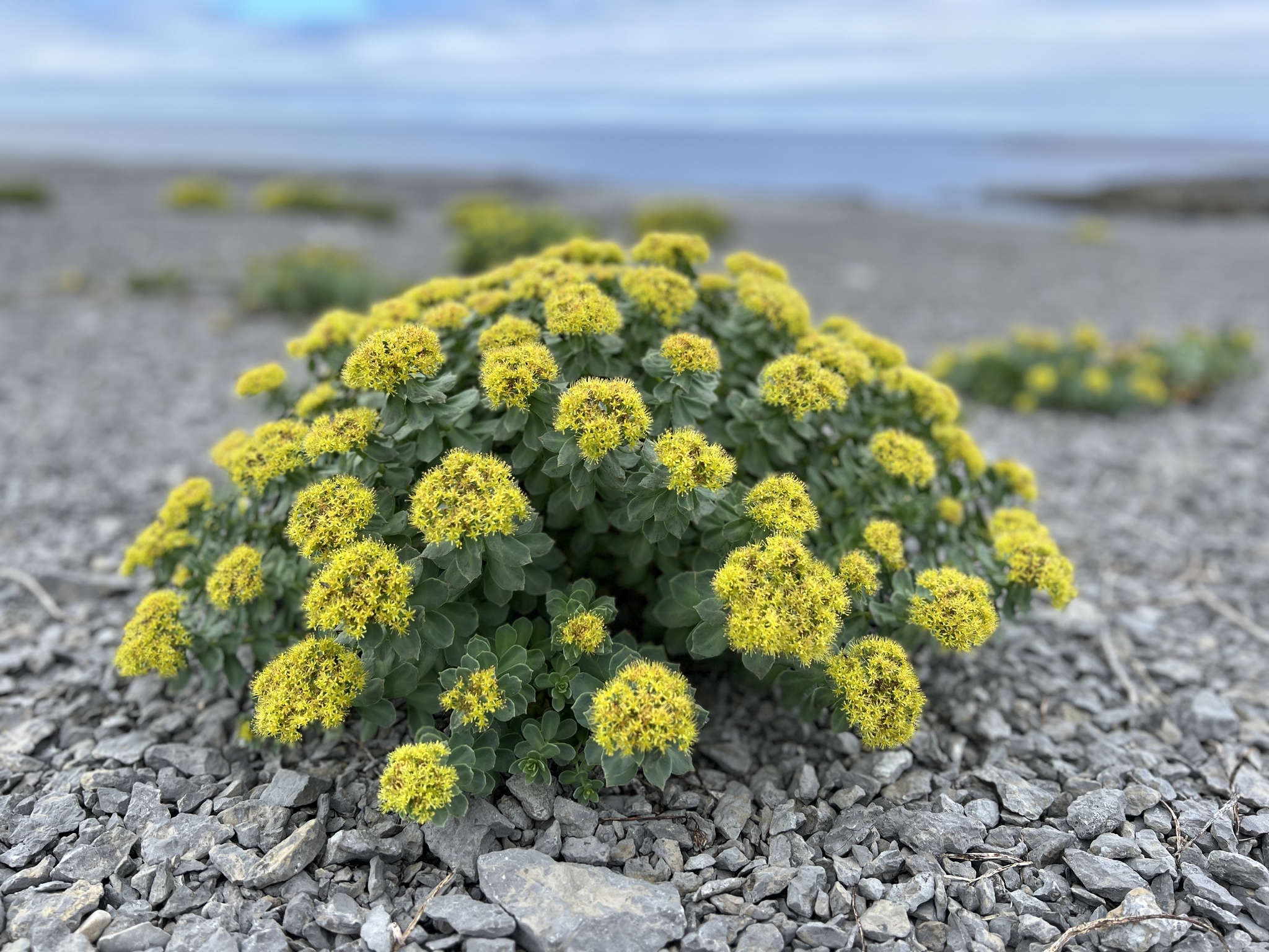 Rhodiola rosea plant growing in natural environment