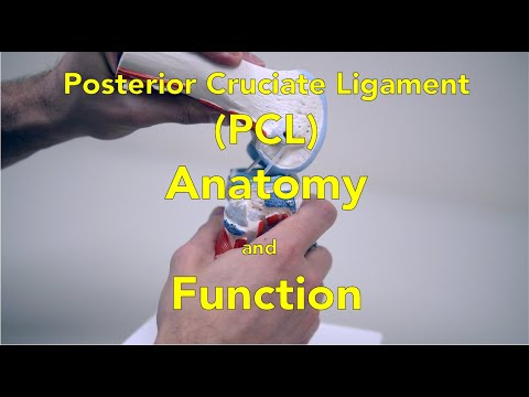 Anatomy and Mechanics of PCL