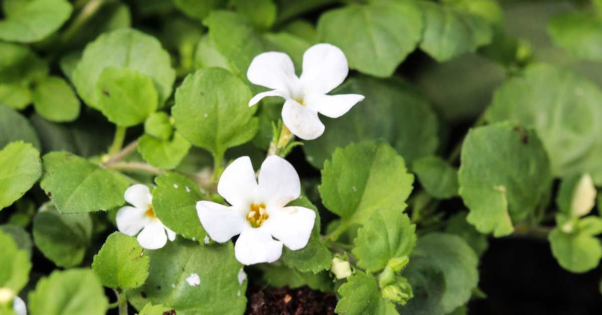 Bacopa monnieri plant with small white flowers