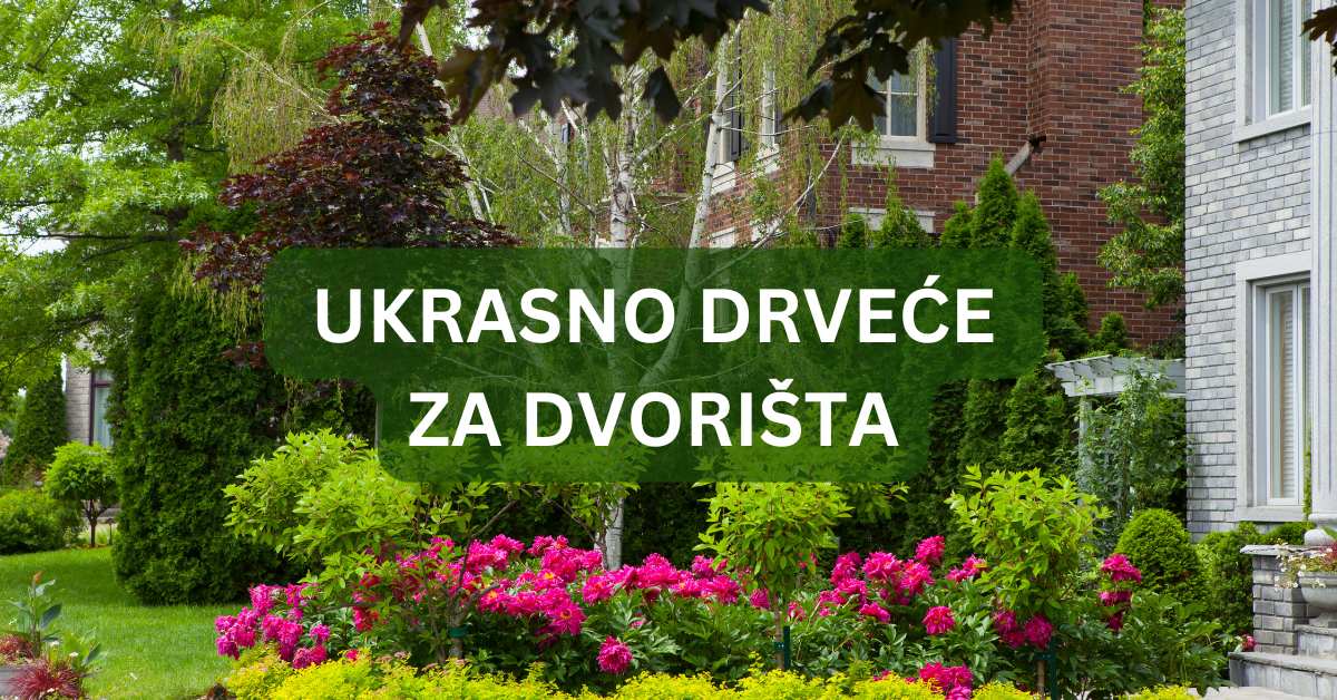 Ukrasno drveće za dvorišta u Srbiji