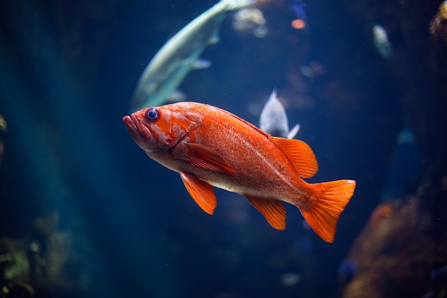 Dreaming of fish meaning